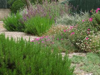 plante pour faire un jardin mediterraneen