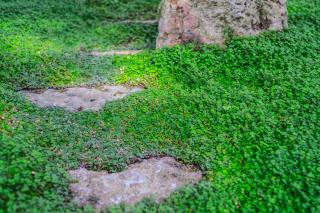 plante qui remplace pelouse gazon