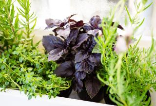 potager en kit pret a pousser
