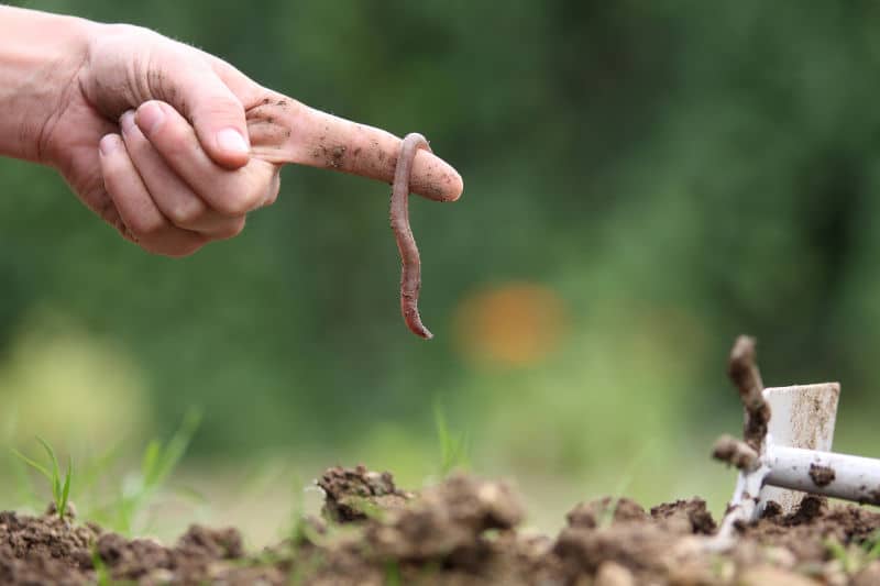 produit naturel jardin desherbant