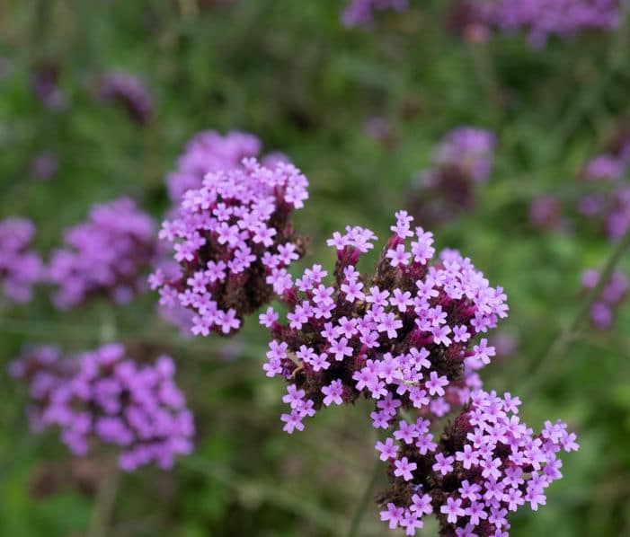 verveine fleur