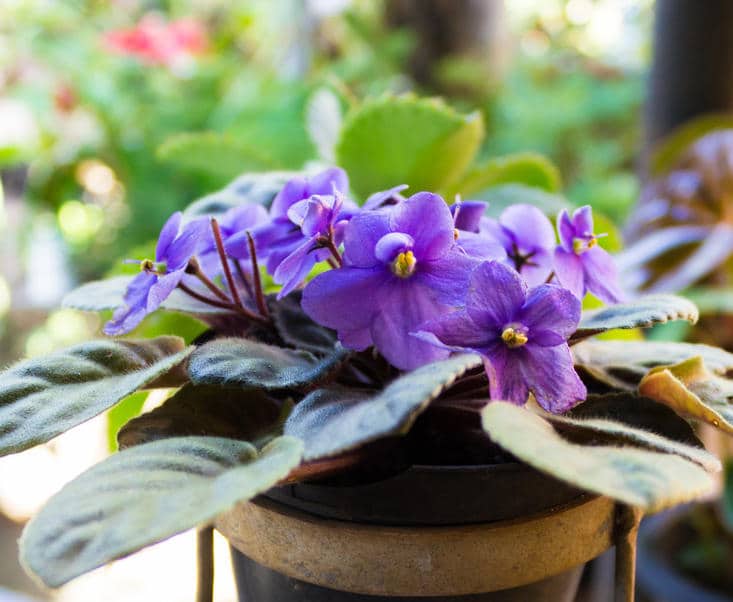 Violette africaine : plantation, floraison et conseils d'entretien