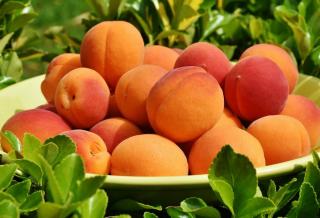 Abricot bienfaits