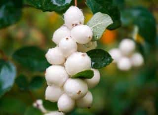 Arbuste-a-petite-boule-blanche-Symphorine Arbuste a petite boule blanche - Symphorine