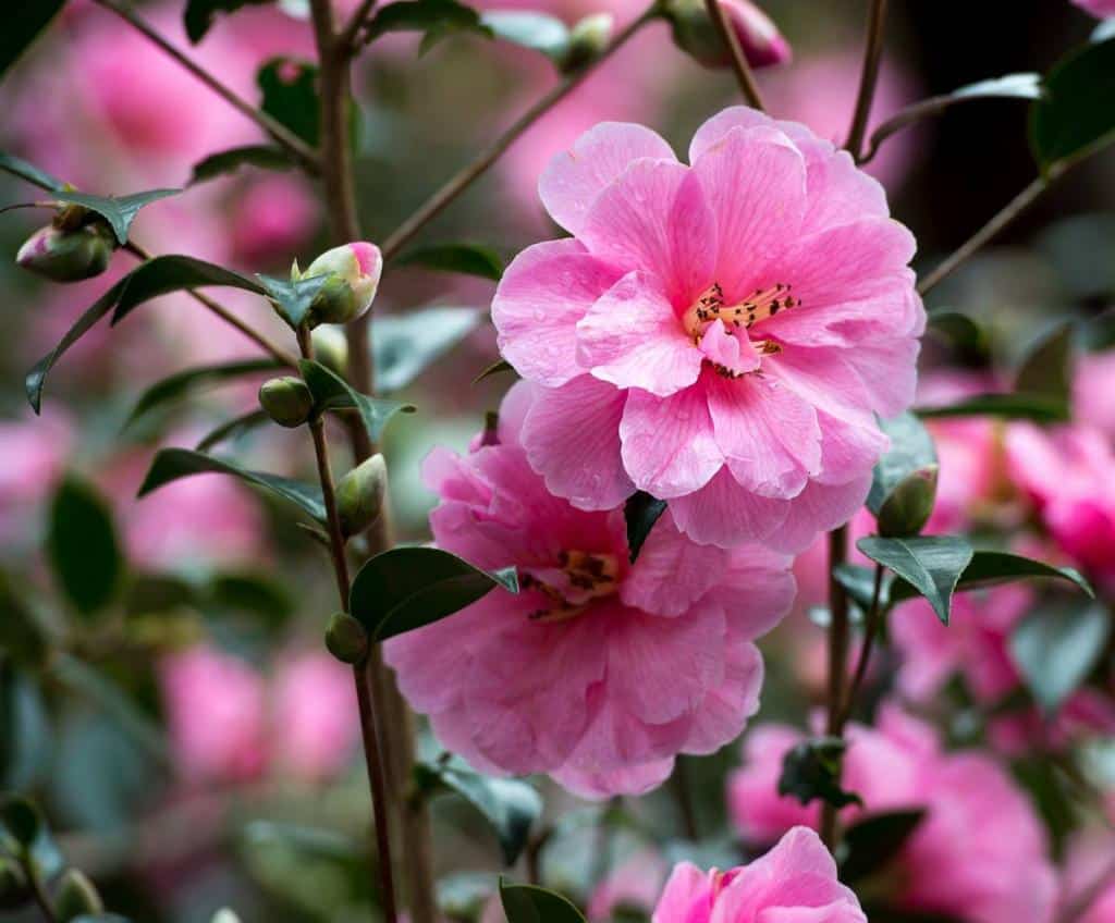 Camelia d'hiver