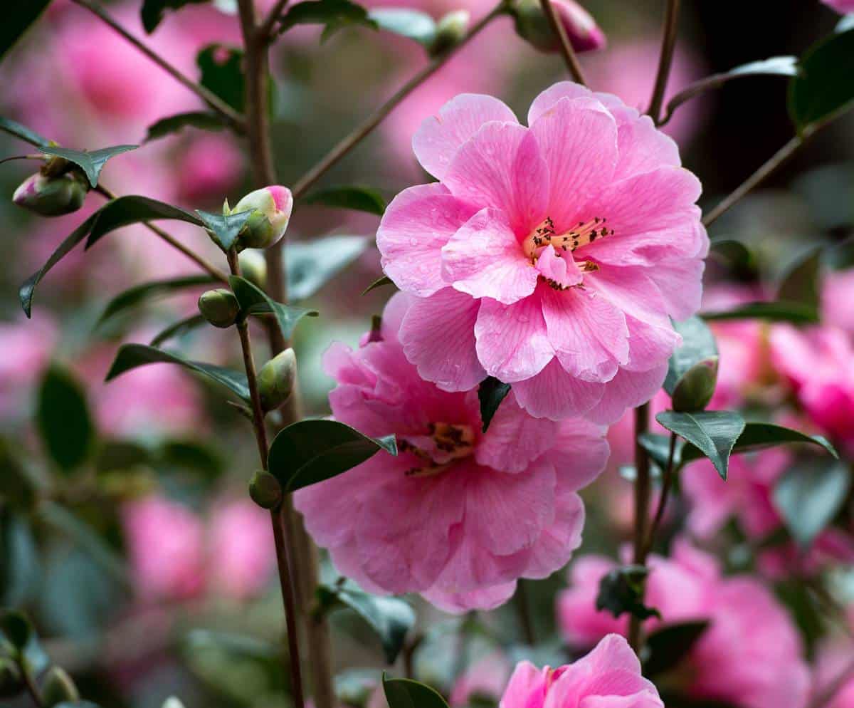 Camélia d'hiver : un arbuste à floraison hivernal