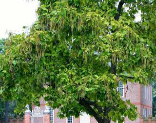 Catalpa arbre plantation