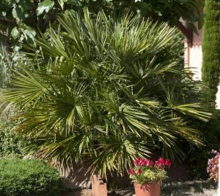 Chamaerops humilis