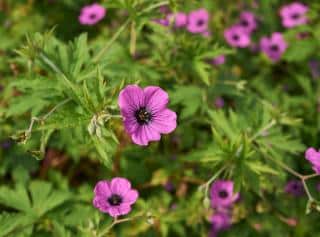 Géranium Patricia