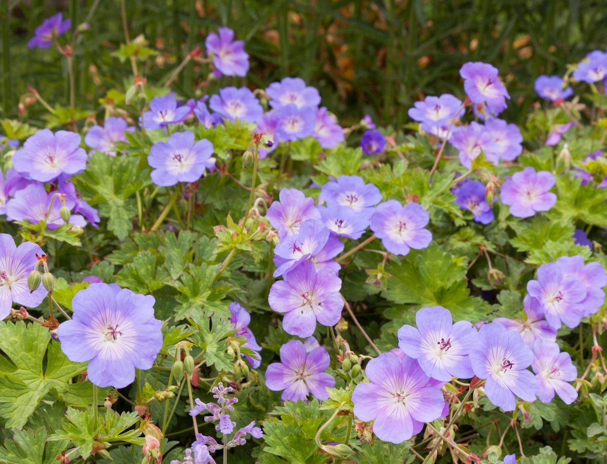 Geranium Rozanne