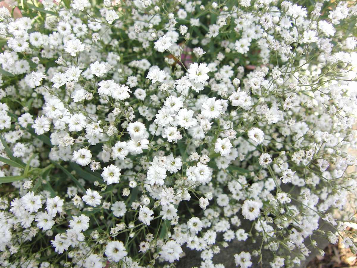 Gypsophile : entretien, plantation pour une belle floraison