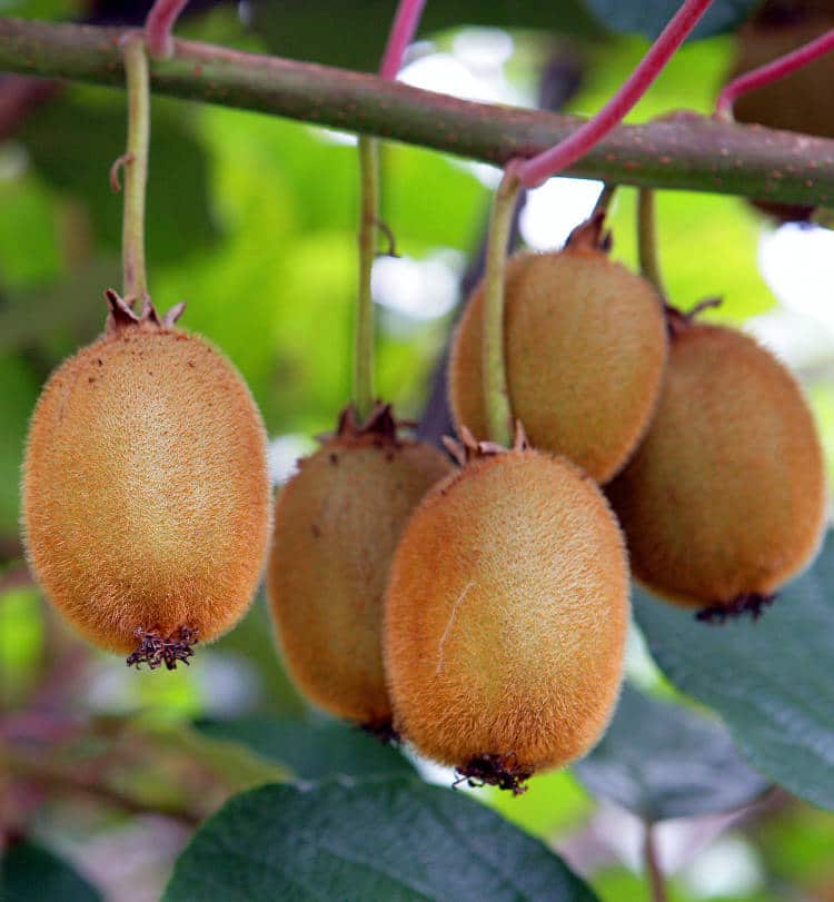 Des kiwis au jardin : comment les faire pousser