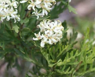 Lomatia tinctoria