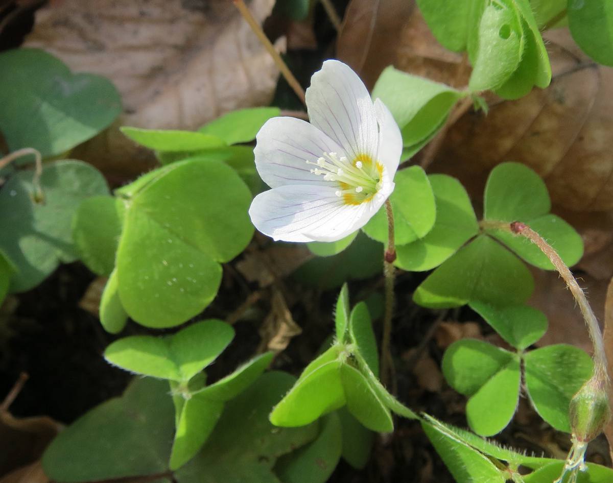 Oxalis oxalide