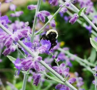 Perovskia en fleur abeille