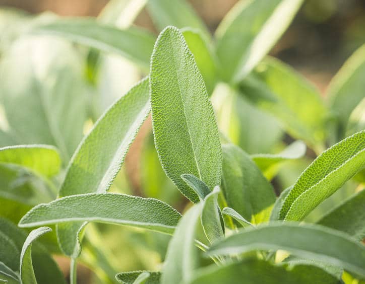 Salvia officinalis