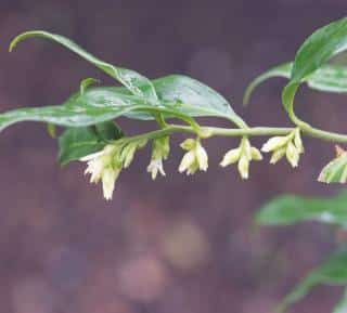 Sarcococca en fleur