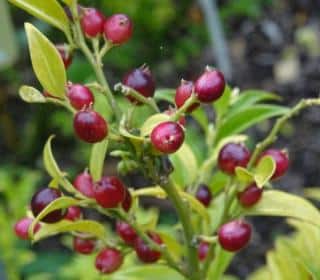 Sarcococca ruscifolia entretien