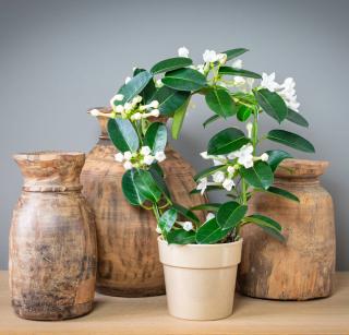 Stephanotis - Jasmin de madagascar