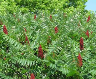 Sumac de Virginie - Rhus typhina