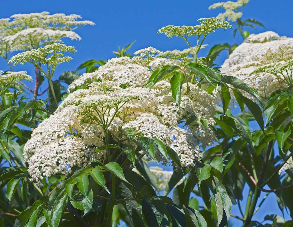 Sureau du Canada - Sureau blanc - Sambucus canadensis