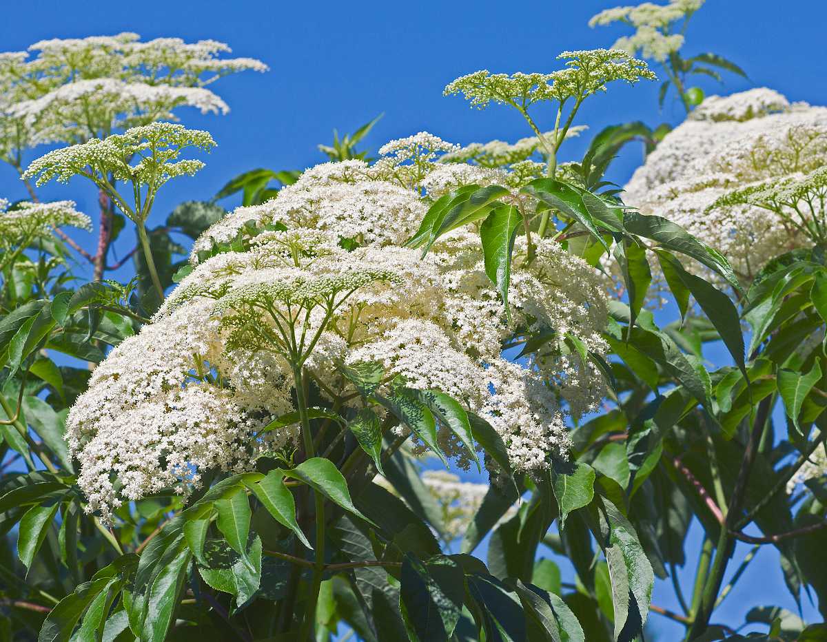 Sureau blanc du Canada : culture, entretien, recette