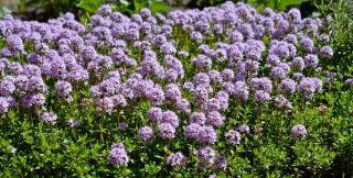 Thymus serpyllum - Thym Serpolet