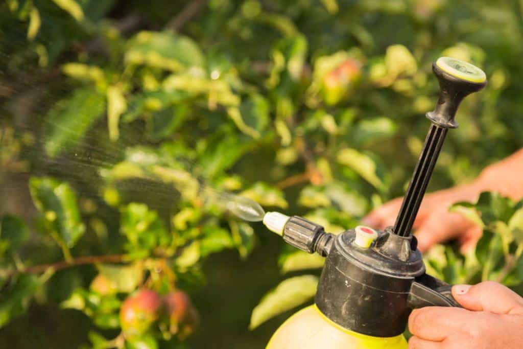 Traitement bio arbre fruitier