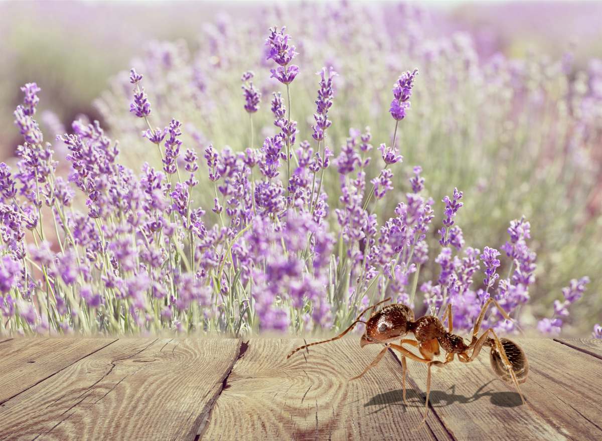 Anti fourmi naturel et bio : répulsifs efficaces maison et jardin