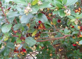 tache feuille arbutus unedo