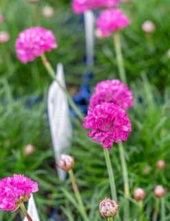 armeria en fleur