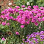 armeria maritima