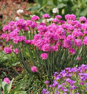 armeria maritima