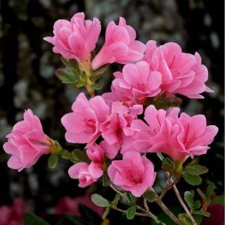 azalea japonica - azalee exterieur