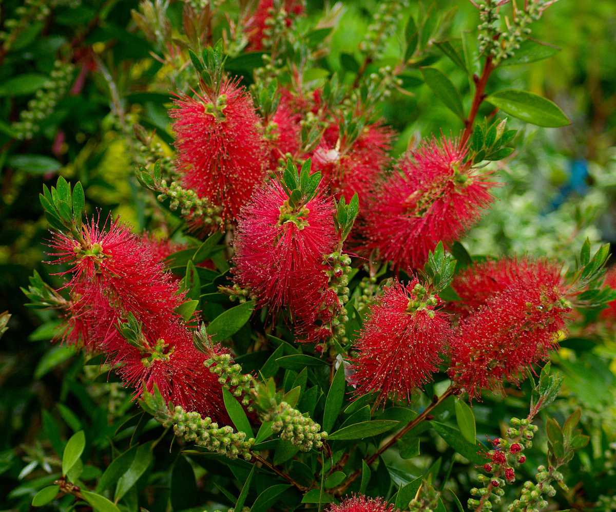 Callistemon