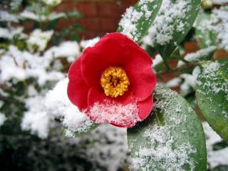 camelia hiver entretien