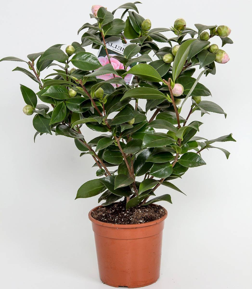 Camélia d'hiver : un arbuste à floraison hivernal
