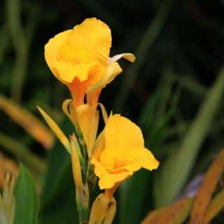 canna balisier