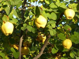 cognassier - arbre a coing