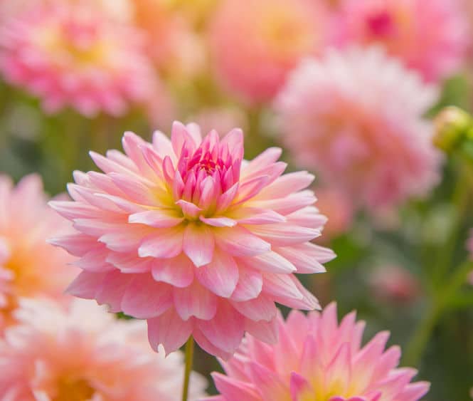 Dahlia : conseils d'entretien du printemps à l'hiver