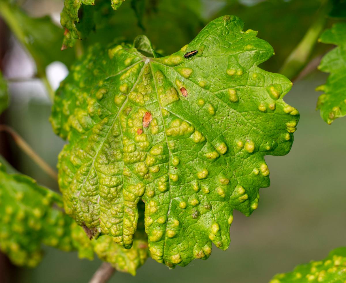 erinose - cloque feuille vigne