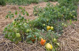 faire pousser cultiver tomate sans tuteur - au sol
