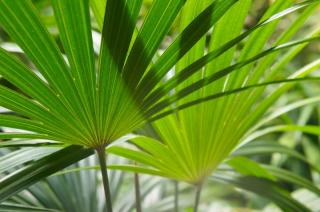 feuille de chamaerops humilis