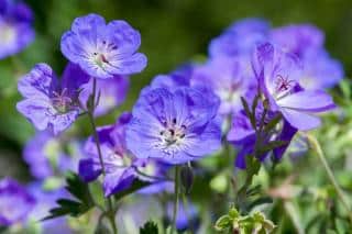 geranium rozanne plantation