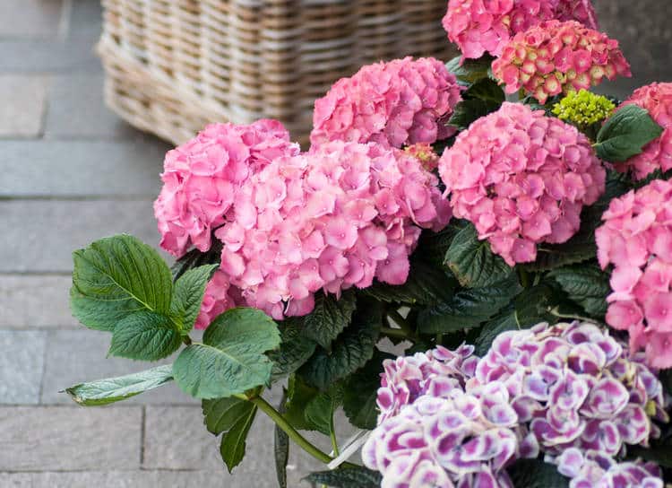 hortensia en pot