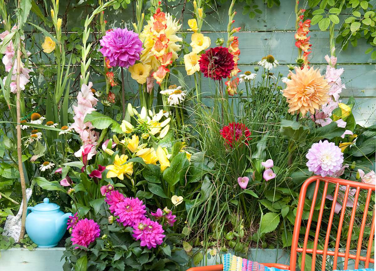 jardin massif bulbe été