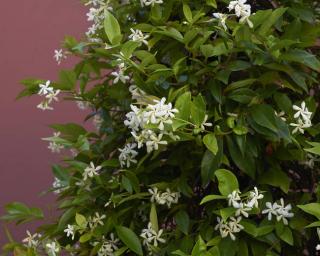 jasmin des indes