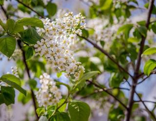 merisier en fleur