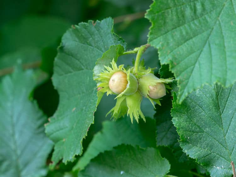 La noisette : récolte, conservation et utilisation des noisettes