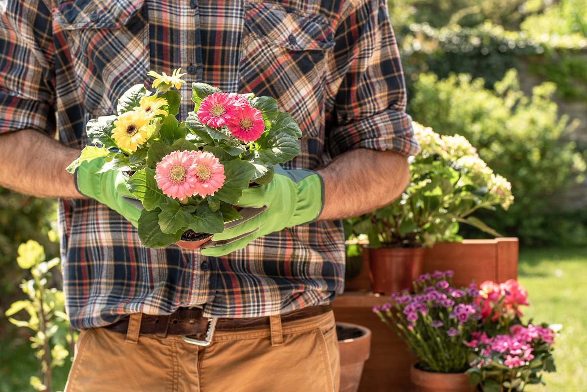 plantation fleur plante conseils